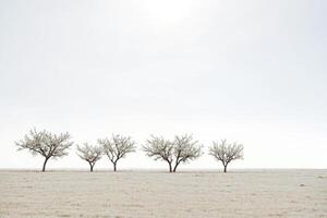 Five Trees in a Foggy Field photo