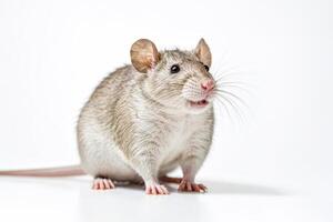 Cute Rat Sitting on a White Background photo