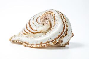 Seashell with intricate patterns photo