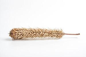 Dried Plant Stem on White Background photo