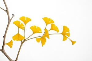 Yellow Ginkgo Leaves on a Branch photo