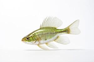 Green Sunfish on White Background photo
