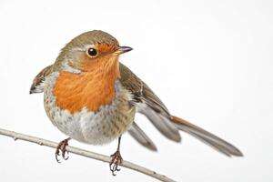 European Robin Perched on a Branch photo