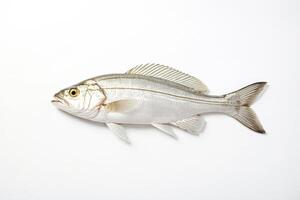 Fresh Silverfish Isolated on White Background photo
