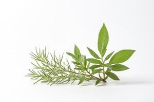 Green leaves on a white background photo