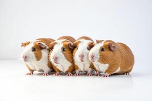Four Guinea Pigs Sitting In A Row photo