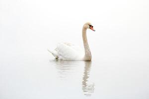 Single swan in a lake with a white background photo