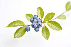 Close-up of Fresh Blueberries on a Branch with Green Leaves photo