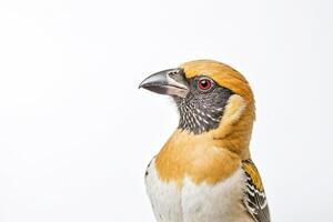 Yellow-crowned Bishop Bird with Red Eye Isolated on White Background photo