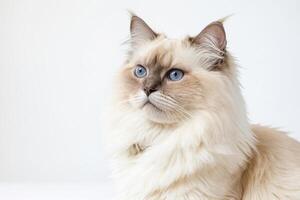 Portrait of a fluffy white cat with blue eyes photo