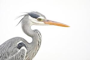Grey Heron Portrait with White Background photo
