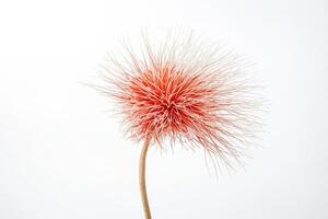 Single Pink Flower on White Background photo