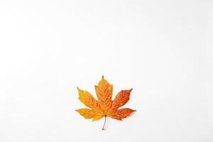 Single Autumn Leaf on White Background photo