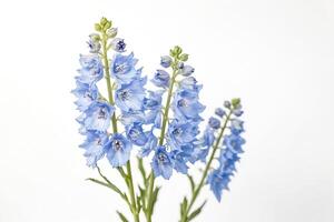 Light Blue Delphinium Flowers on White Background photo