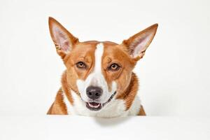 Cute Dog With White Background photo