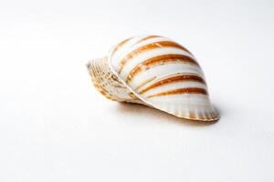 Brown and White Seashell on a White Background photo