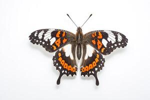 Close-up of a Beautiful Butterfly with Orange, White, and Black Wings photo