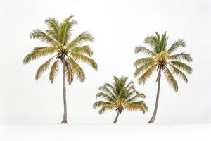 Palm trees in front of a white background photo
