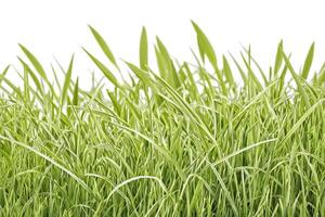 Closeup of Green Grass Blades on White Background photo