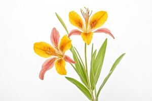 Yellow and pink lilies isolated on white background photo