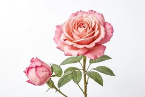 Pink Rose with Bud on White Background photo