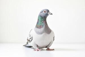 Pigeon Sitting on a White Background photo