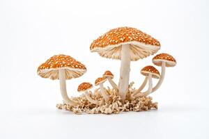 A cluster of mushrooms with white spots on a white background photo