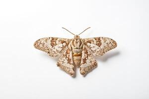 Moth with brown and white wings on white background photo