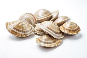Closeup of Seashells on White Background photo