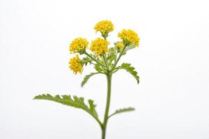 Yellow Flower with Green Leaves on a White Background photo