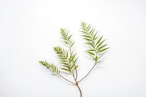 Minimal Green Branch on White Background photo