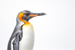 Close-up of a King Penguin photo