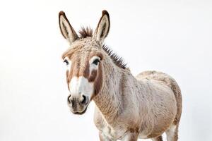 Close-up Portrait of a Donkey with a White Patch on its Face photo