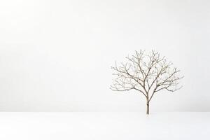 Minimalist White Background with Dead Tree Branch photo