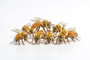 A Group of Bees Close Up on White Background photo