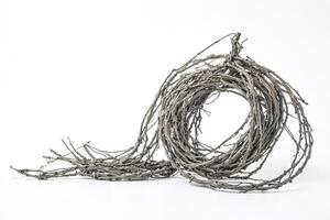 Twisted Branches on white background photo