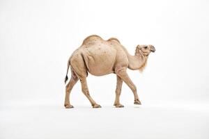 Camel walking on white background photo
