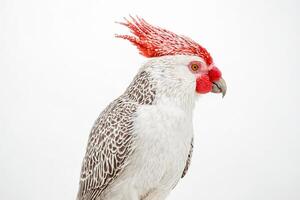 Portrait of a Palm Cockatoo with a Red Crest photo