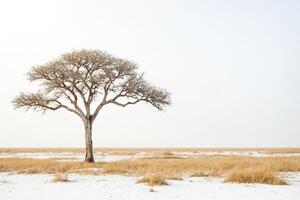 Single Tree in a Snow Covered Field photo