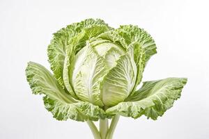 Fresh Green Cabbage photo