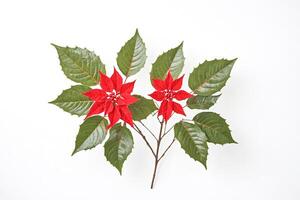 Two Red Poinsettia Flowers with Green Leaves on a White Background photo