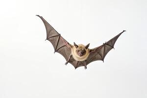 Bat Flying in Front of White Background photo