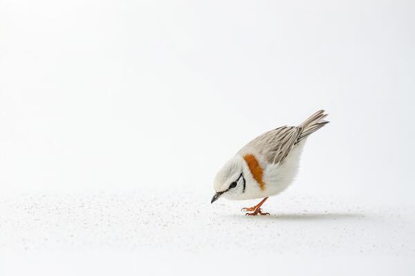 Small Bird with White Feathers on a White Background