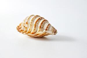 Close-up of a White and Brown Seashell on a White Background photo