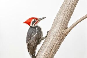 Red-headed woodpecker perched on a tree branch photo