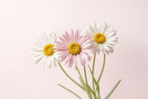 Close-up of White and Pink Daisies on Pink Background photo