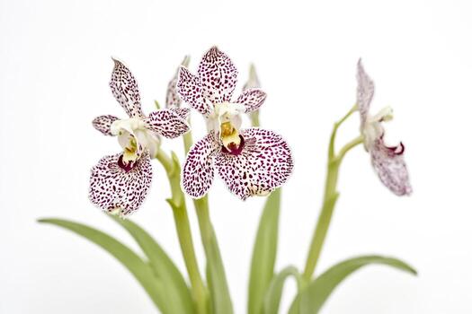 púrpura manchado orquídea flor en blanco antecedentes foto