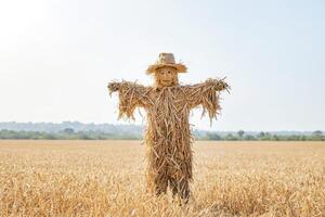Scarecrow in a Field of Wheat photo