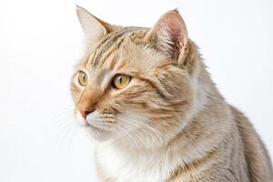 Close-up portrait of a ginger cat looking to the side photo