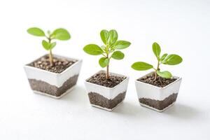Three Small Green Plants in White Pots on a White Surface photo